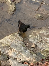 There were several ducks and geese, but this black one stood out. Right in the backyard!