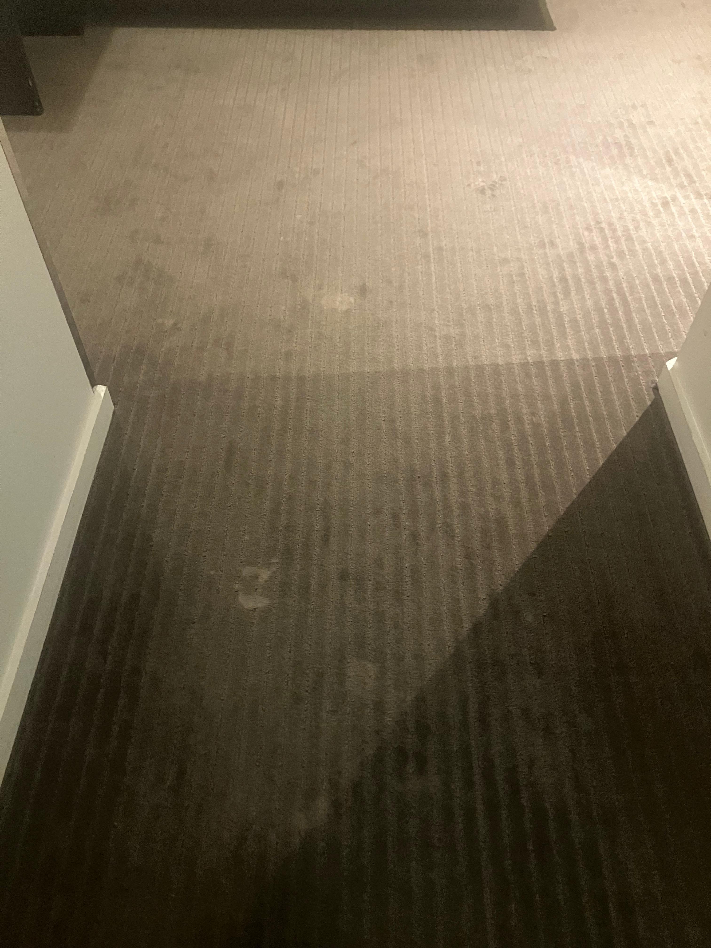 Stains on carpet