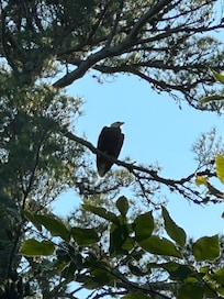 Bald Eagle 50ft from house!