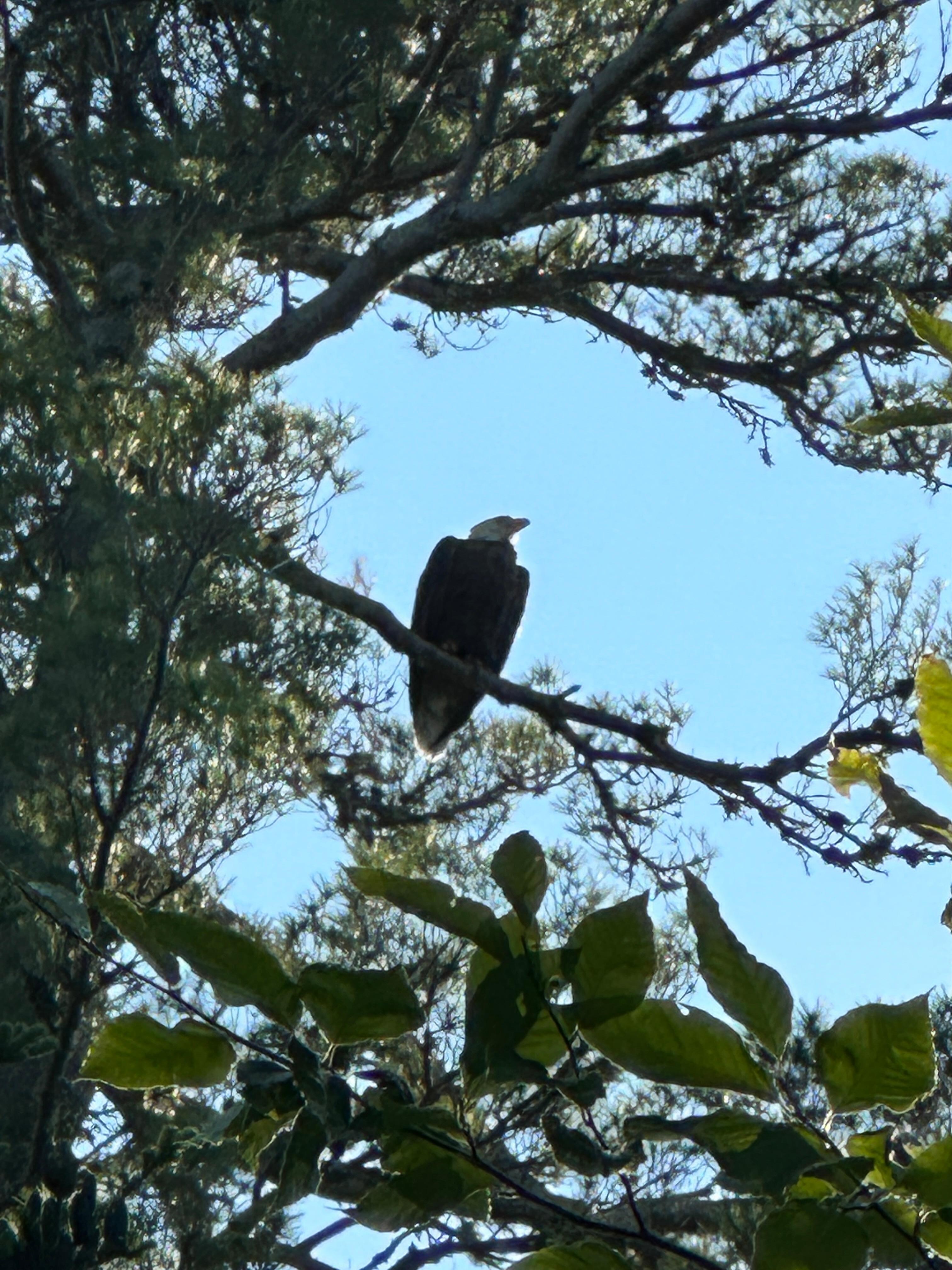 Bald Eagle 50ft from house!