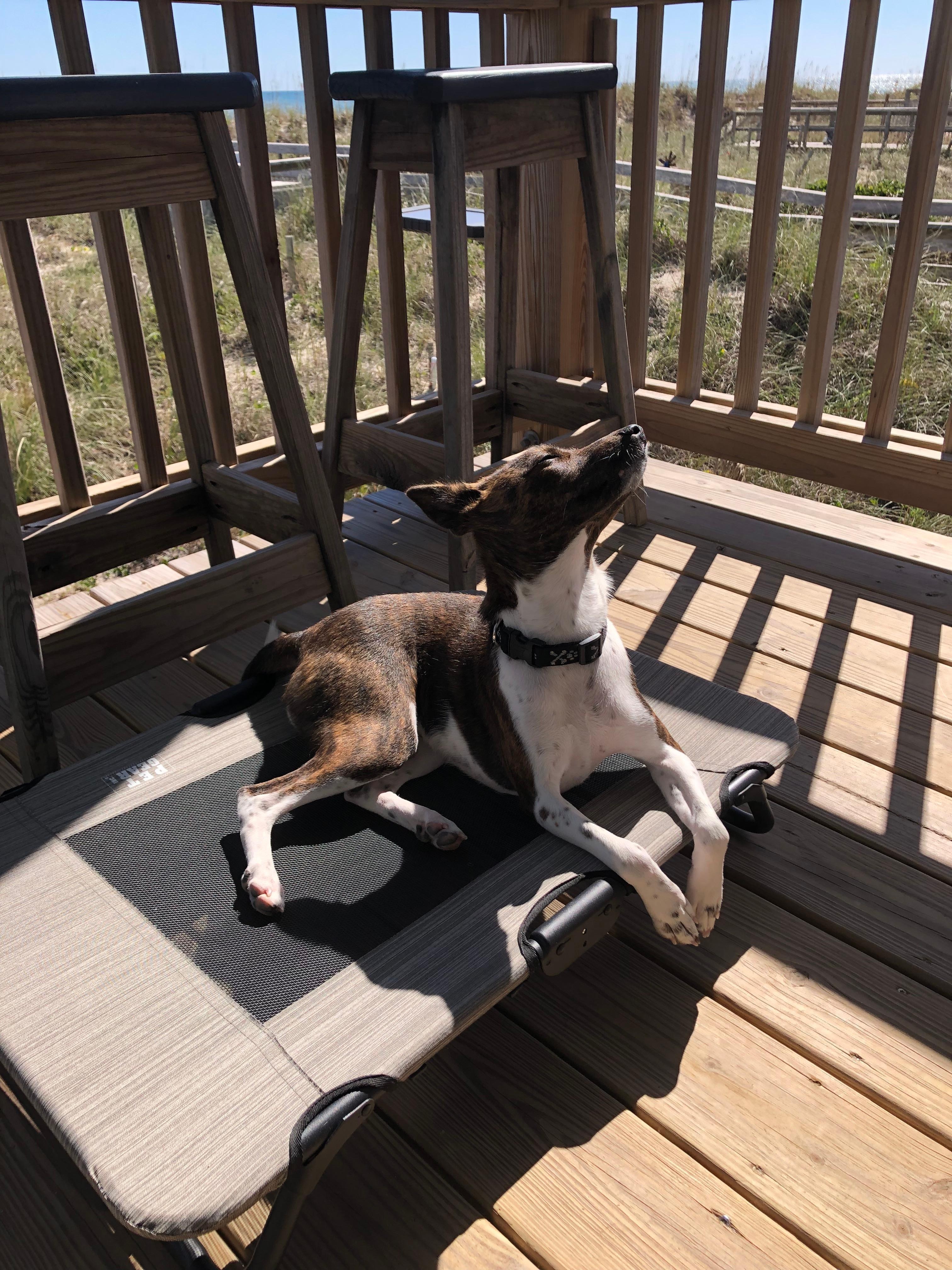 My girl soaking up the sun ☀️ 