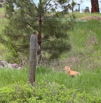 Red fox