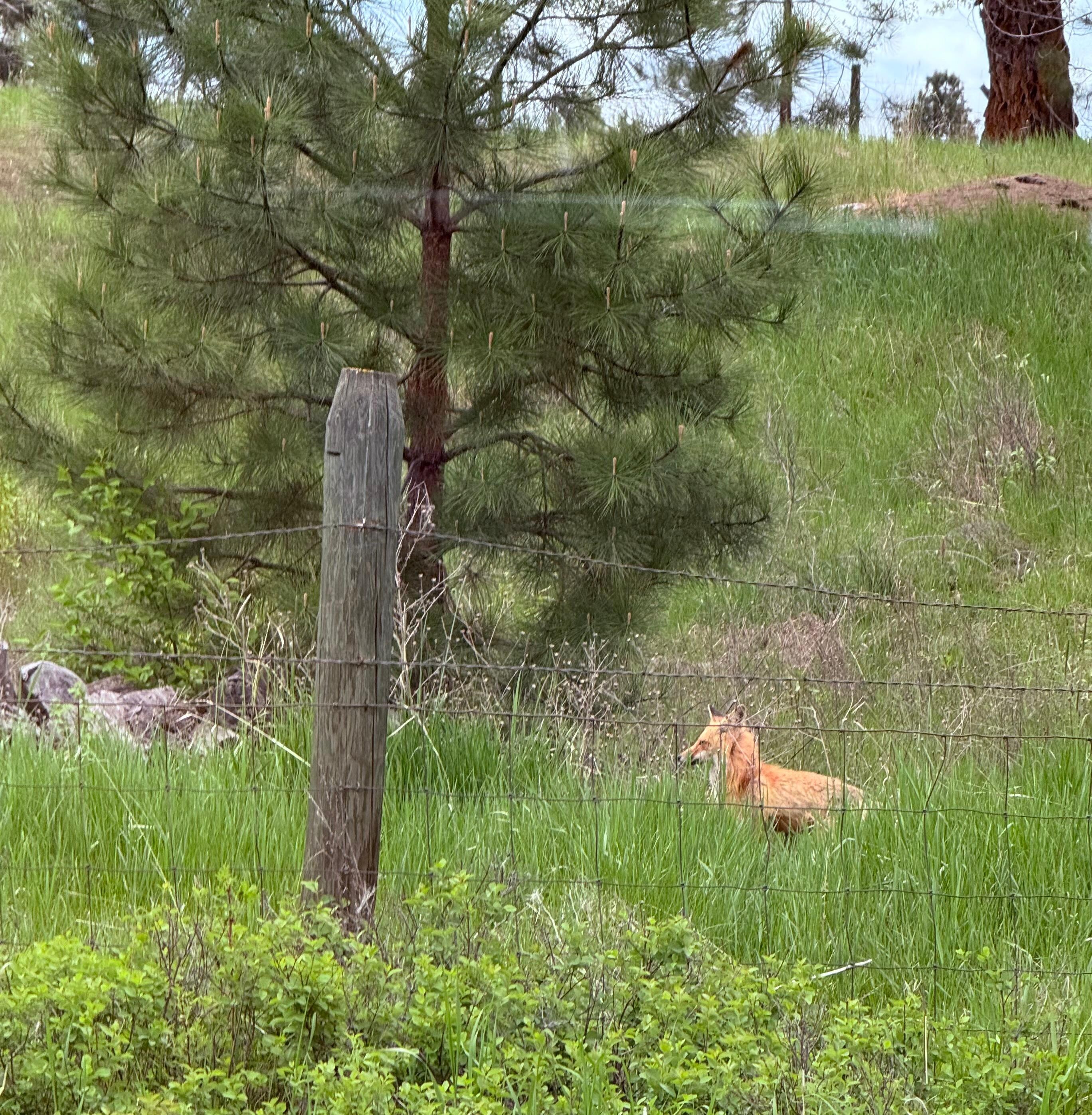 Red fox