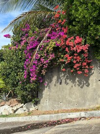 Wonderful tropical foliage