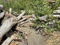 You had to step across these logs to reach the path to the house.