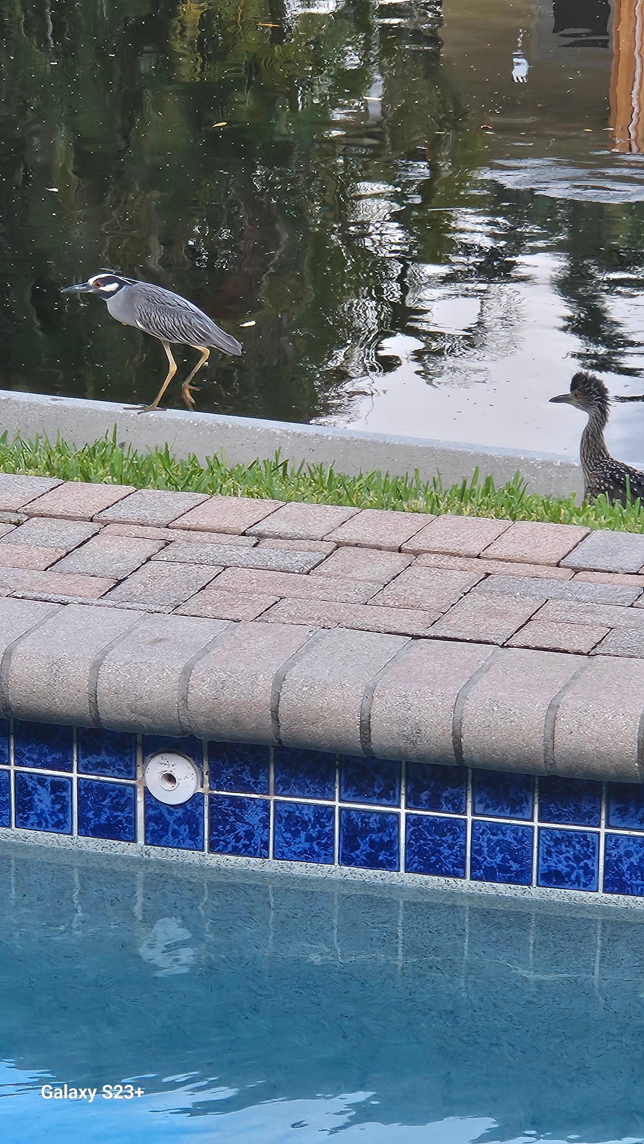 Birds out back near pool.