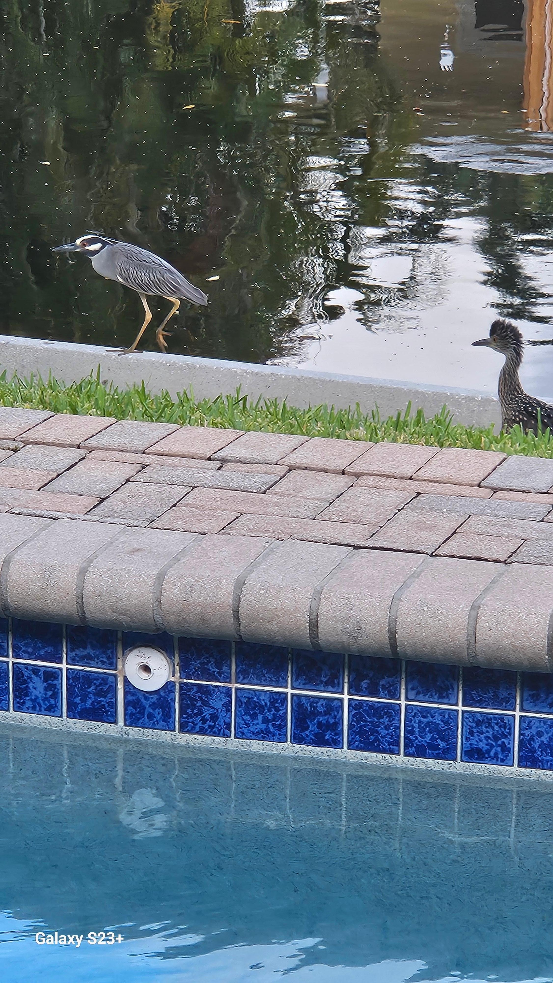 Birds out back near pool.