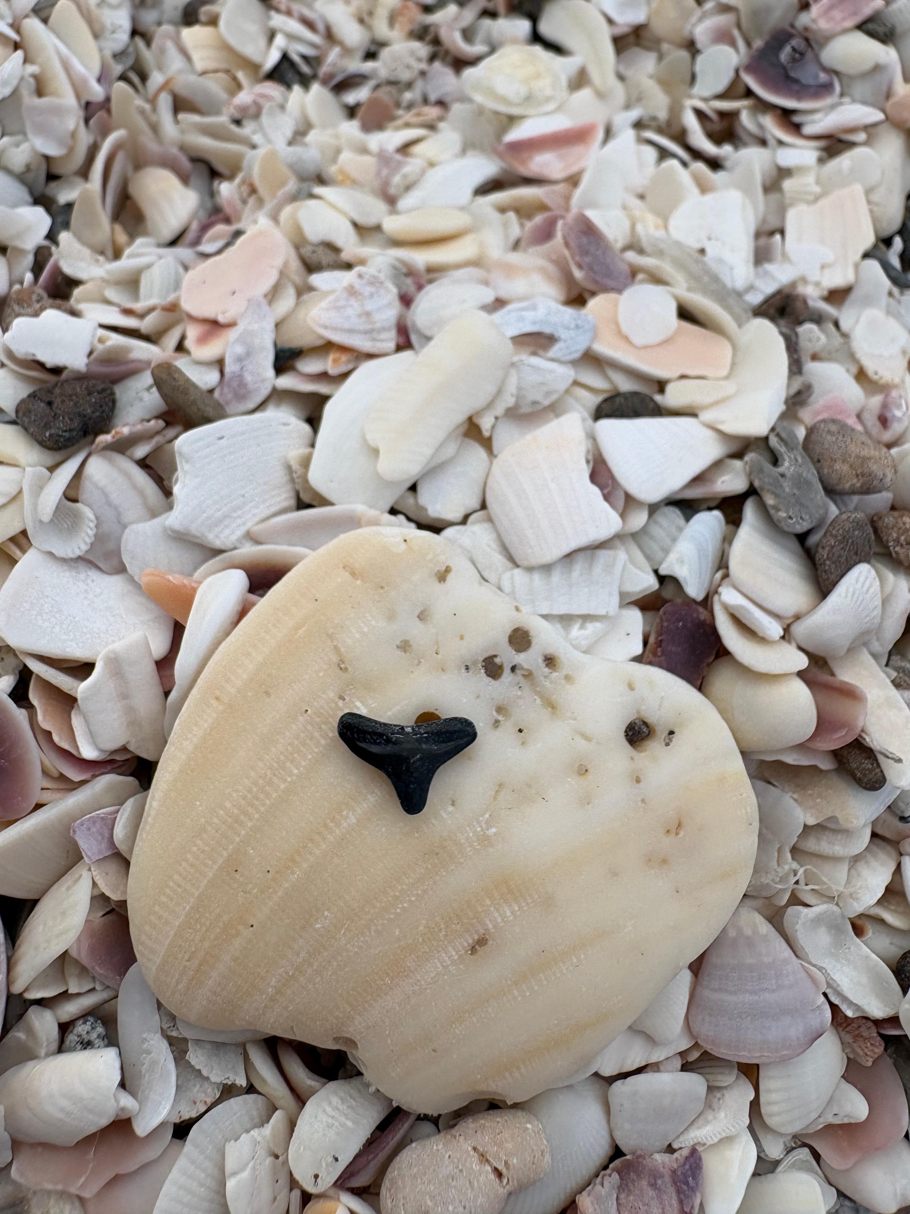 Shark’s teeth galore