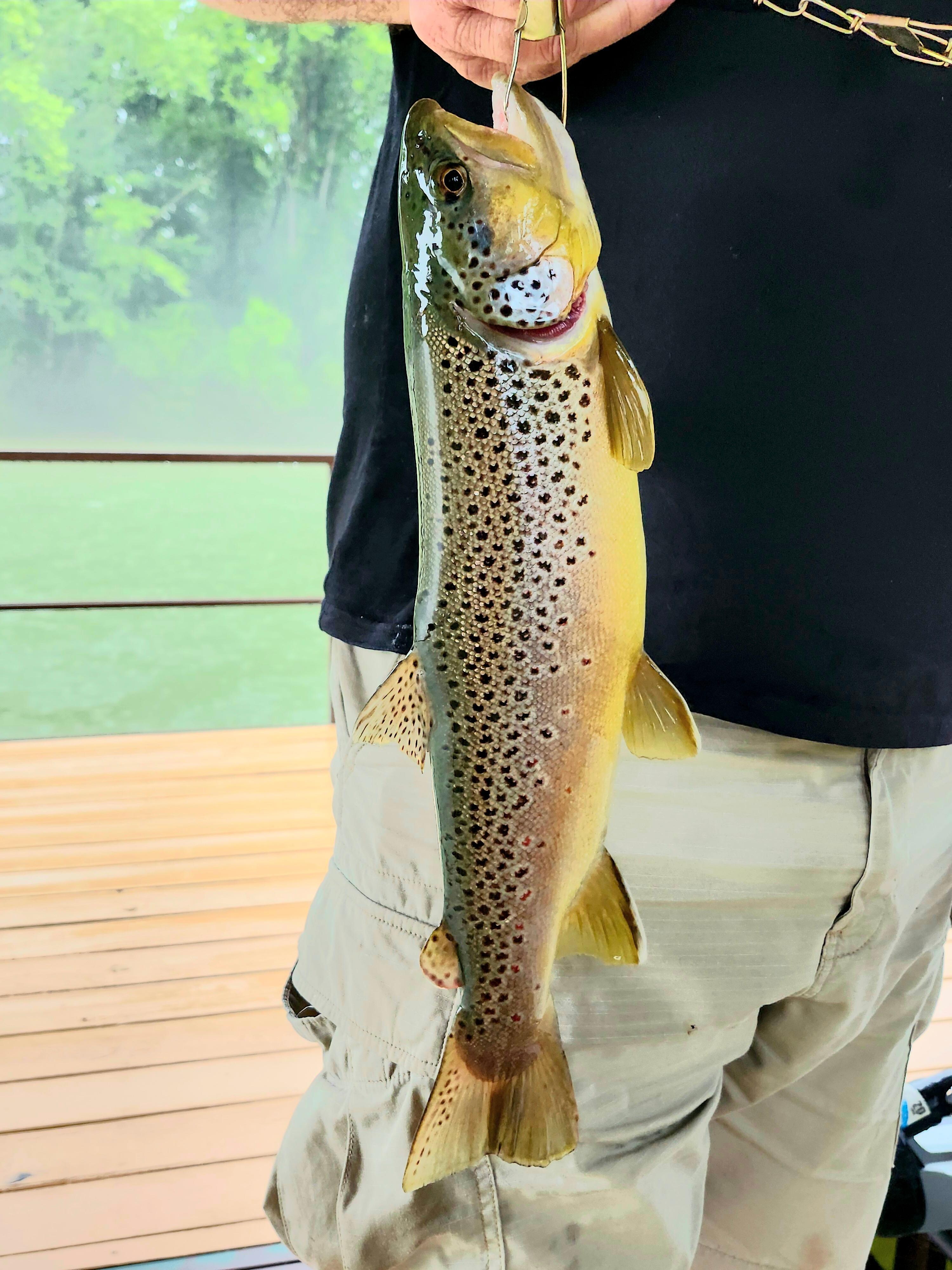 Beautiful Brown Trout caught off the dock.