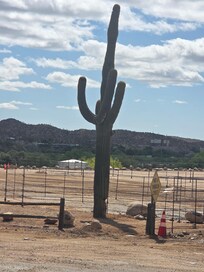 My favorite cactus