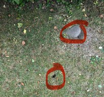 Rodent Holes in garden