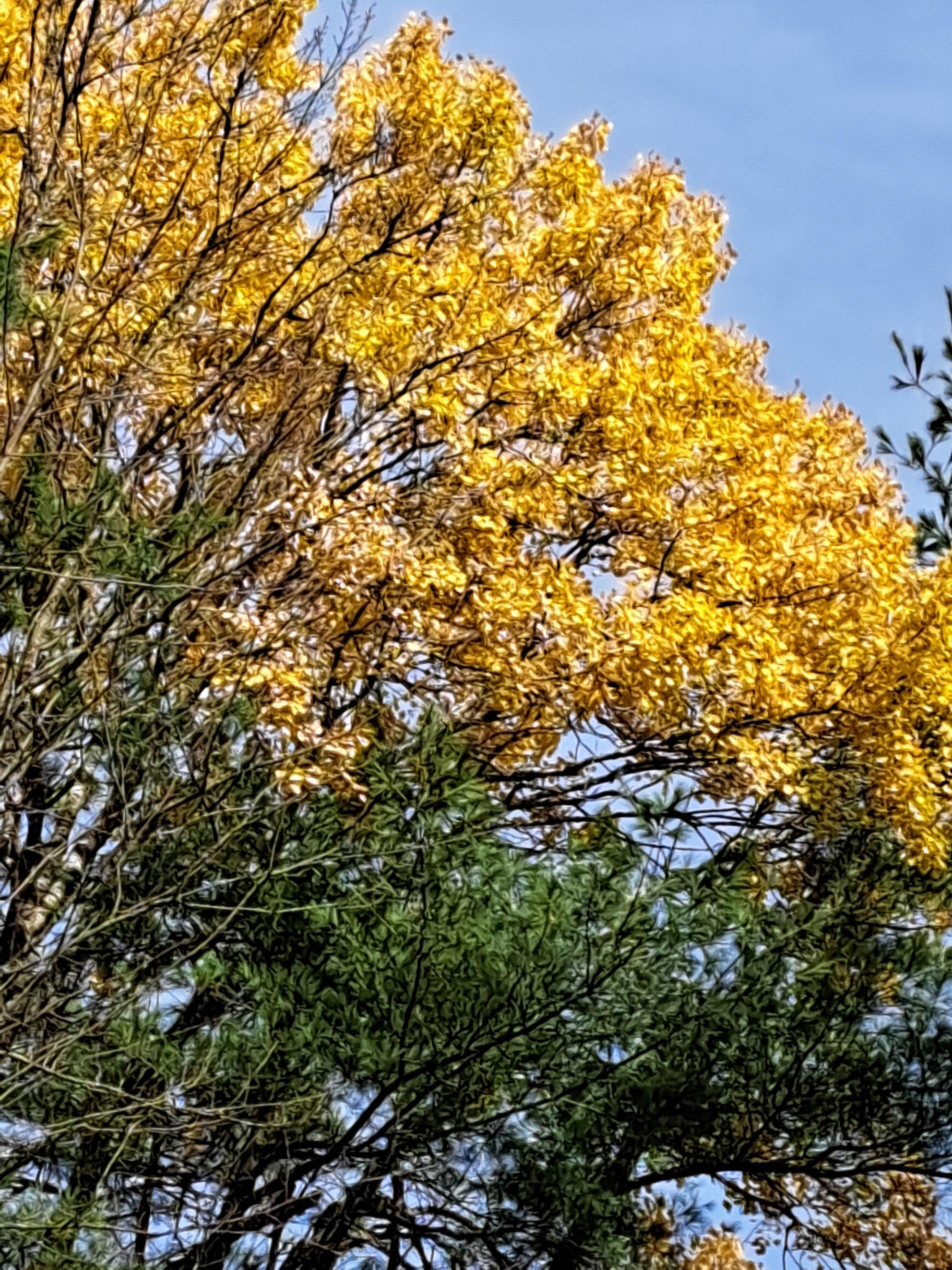 Great color on the quaking aspens.