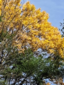 Great color on the quaking aspens.