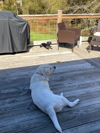 Back deck