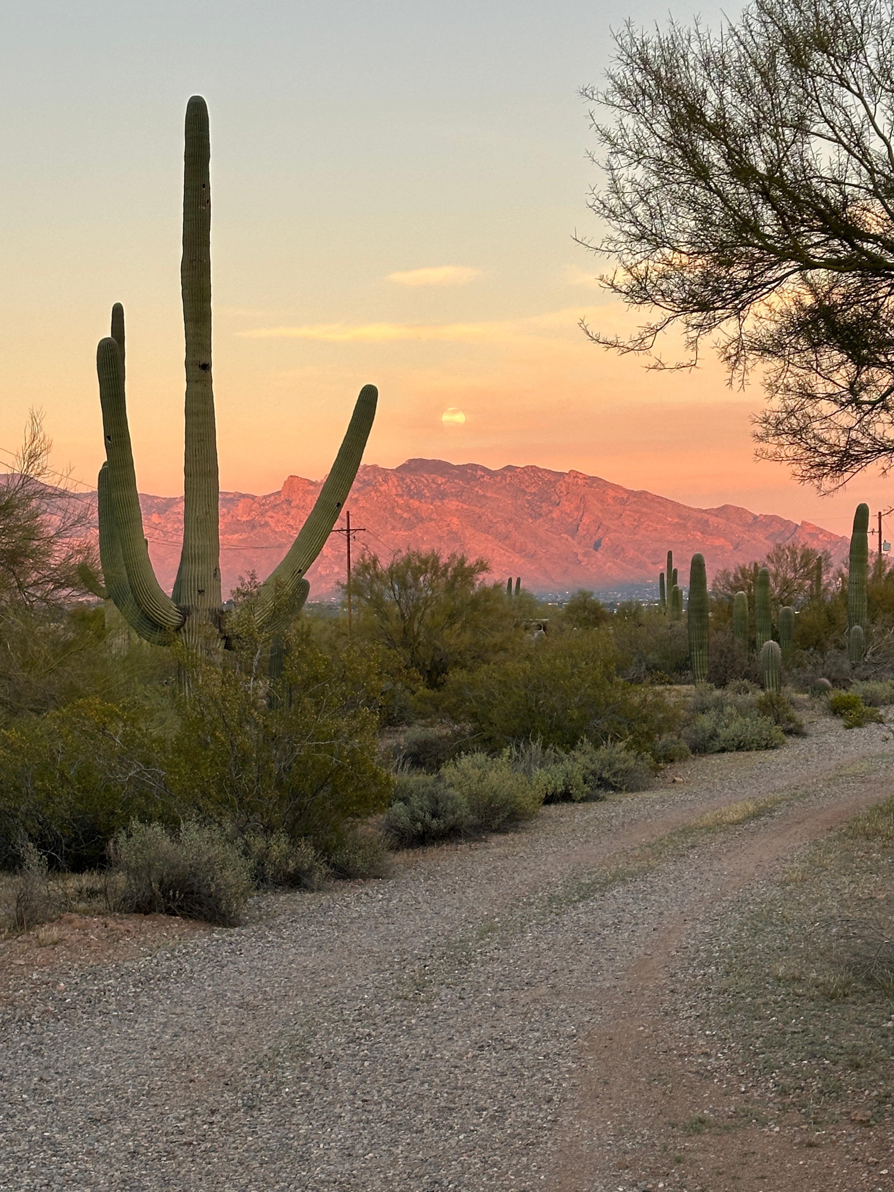 Sunrise at Cereus Vista
