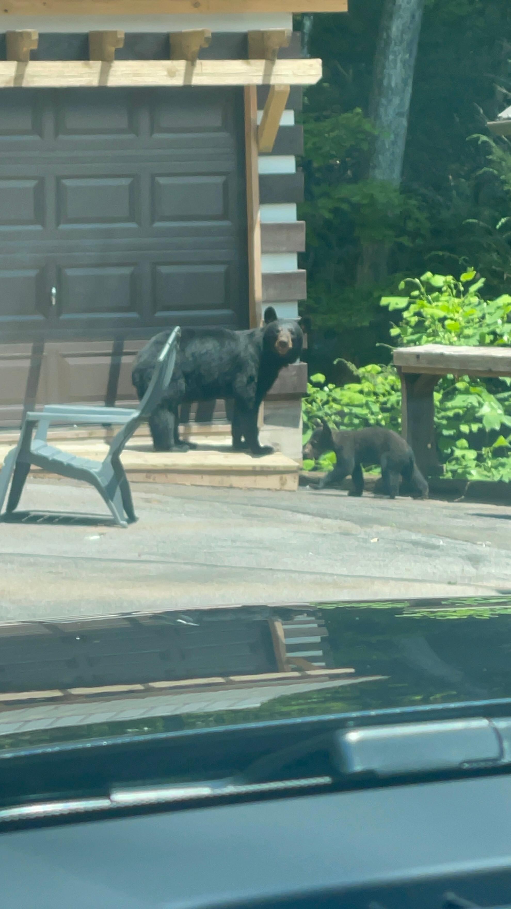 Mama and her two cubs as we pulled in the driveway.  