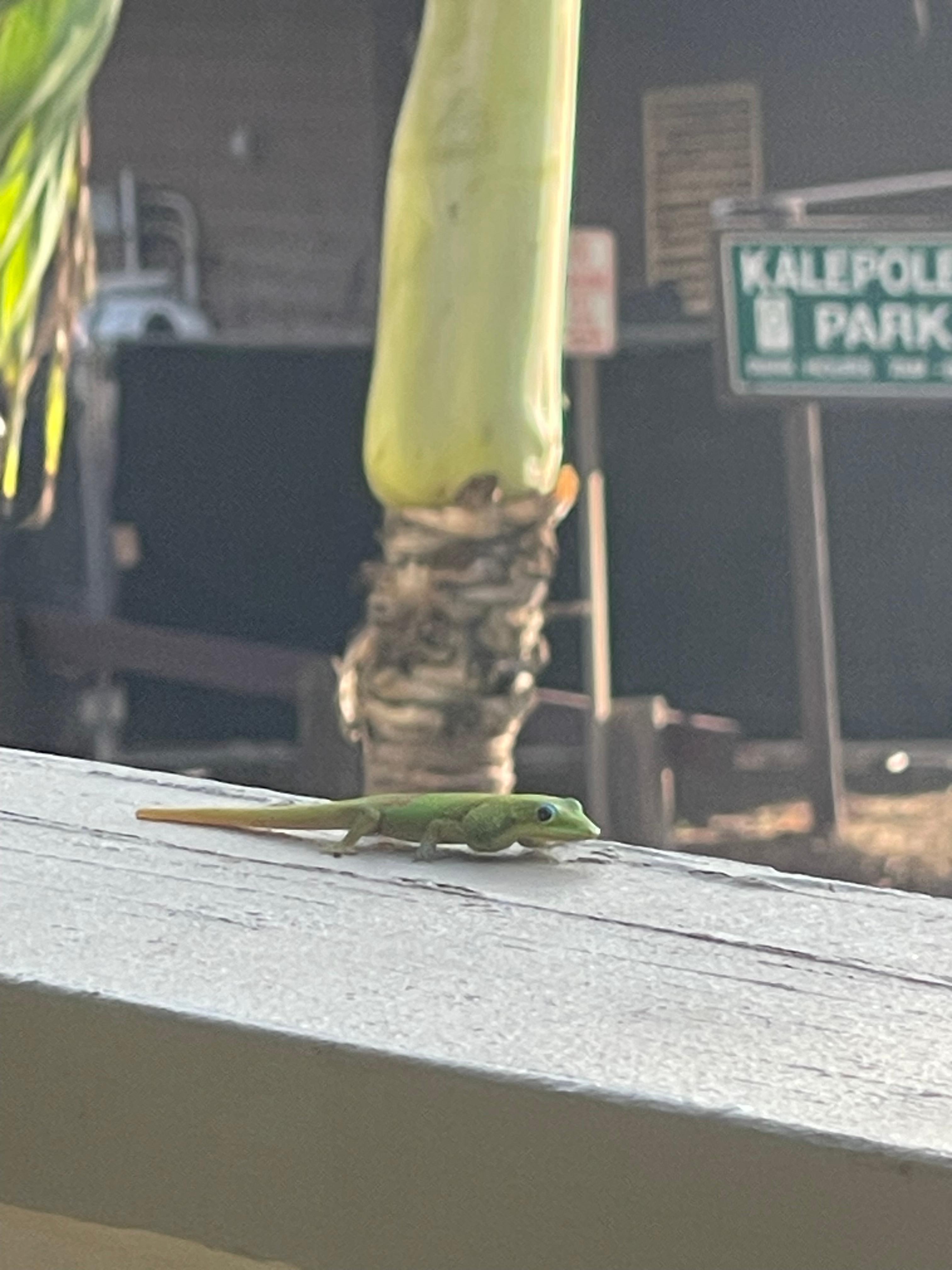 Little buddy on the lanai 