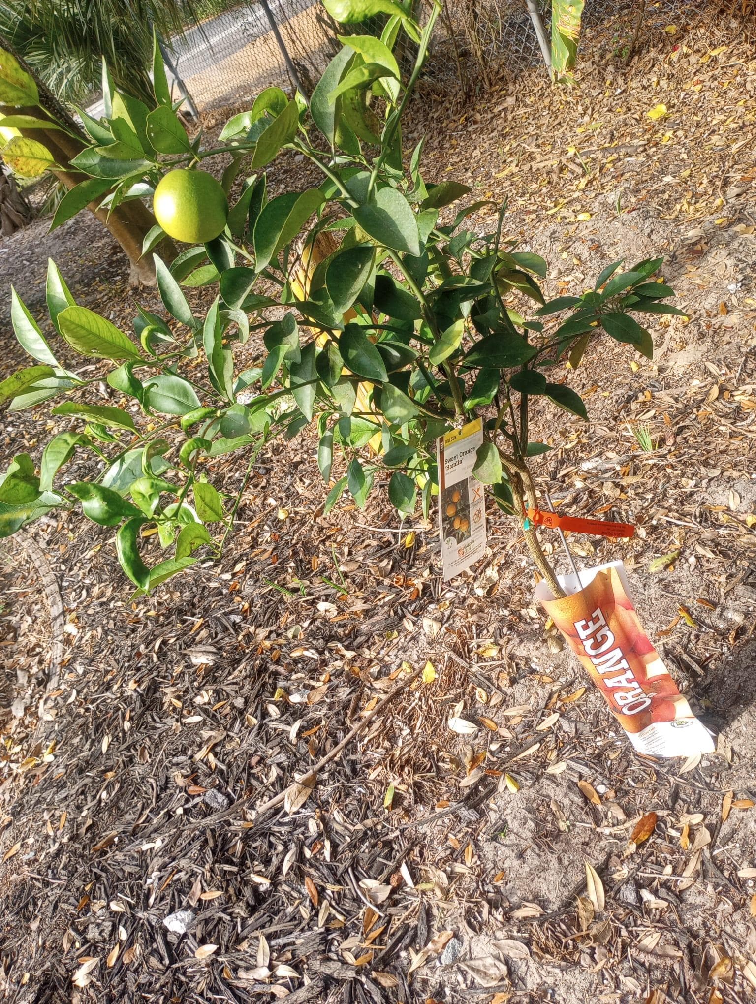 Properly labeled trees