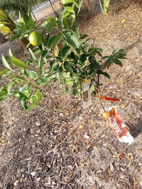 Properly labeled trees