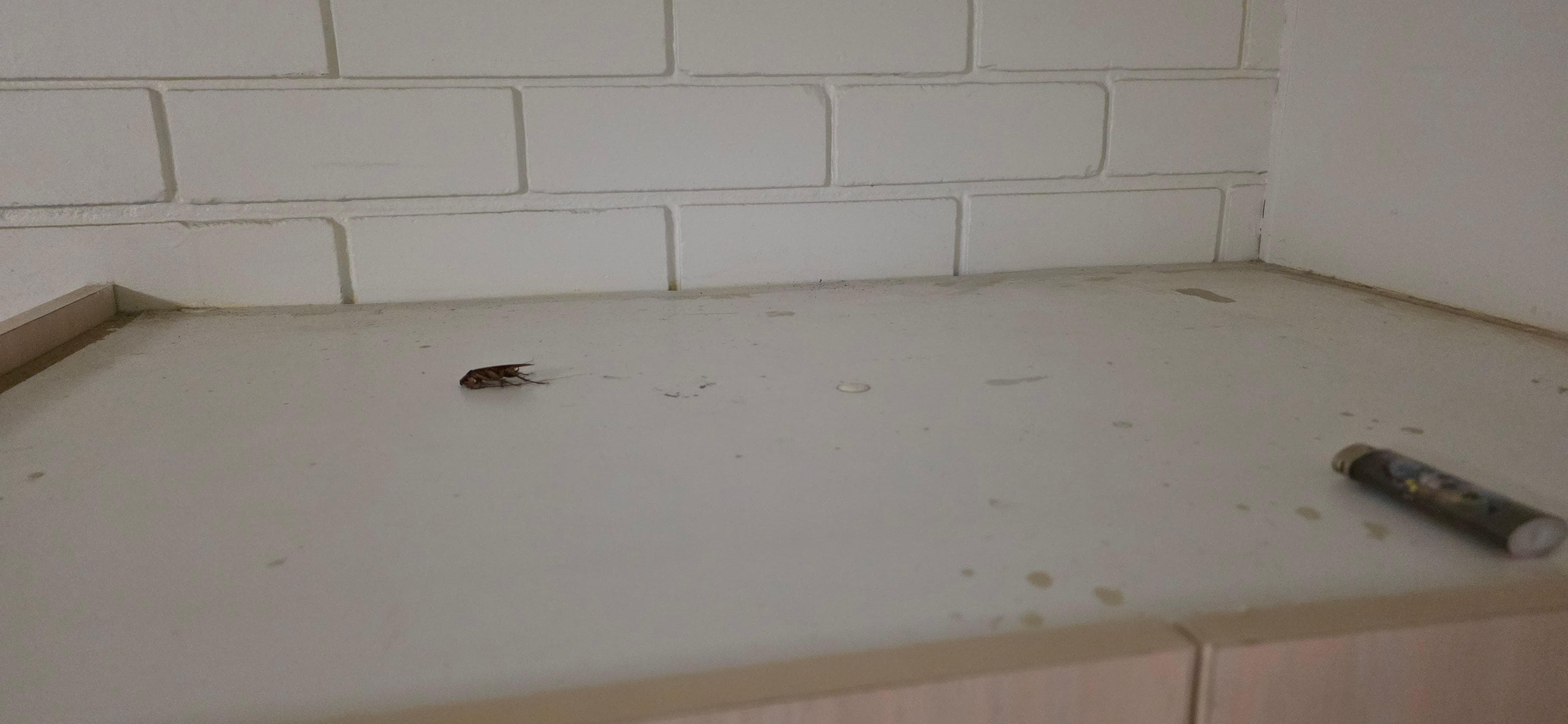 Adult cockroach after spraying with cockroach spray and an old dirty cigarette lighter on top of the wardrobe.