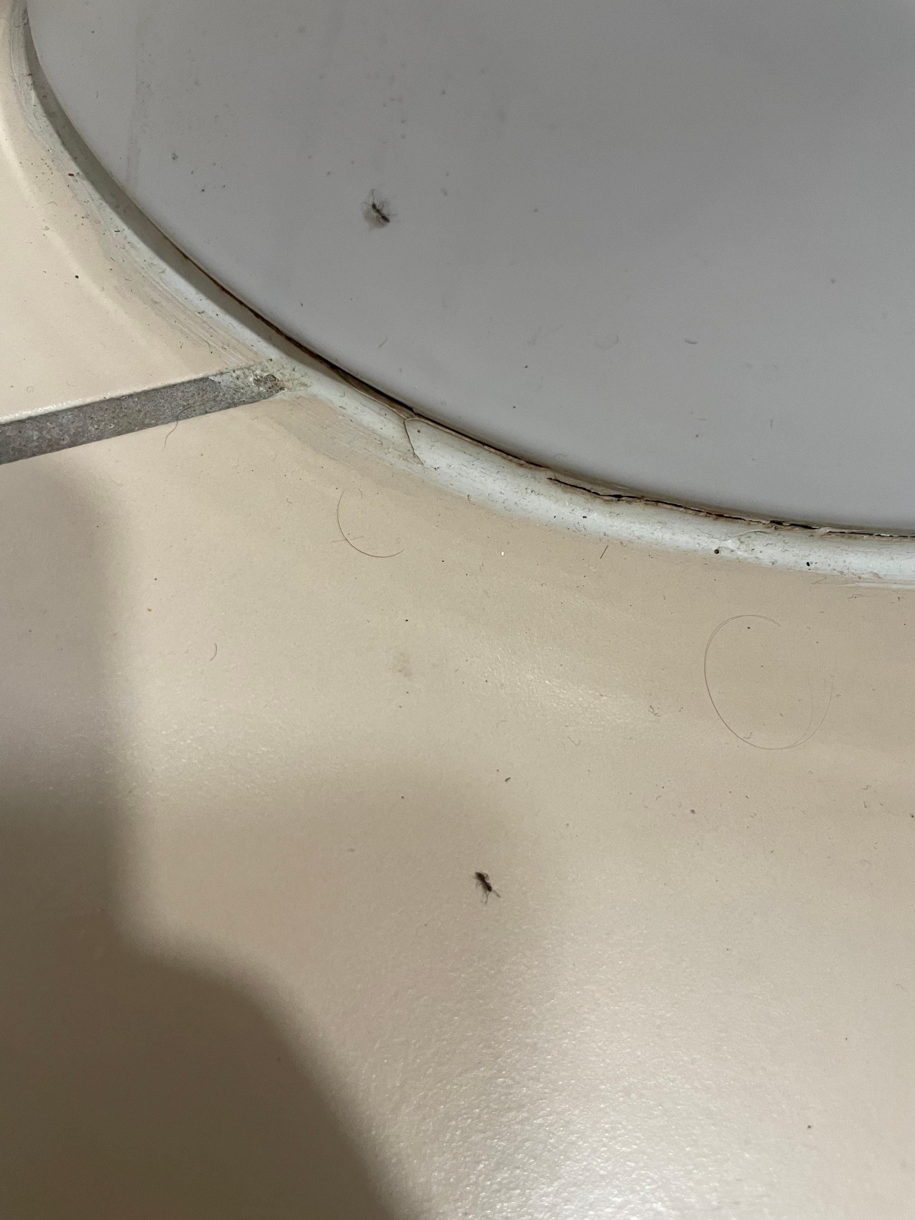 Base of toilets with ants crawling 