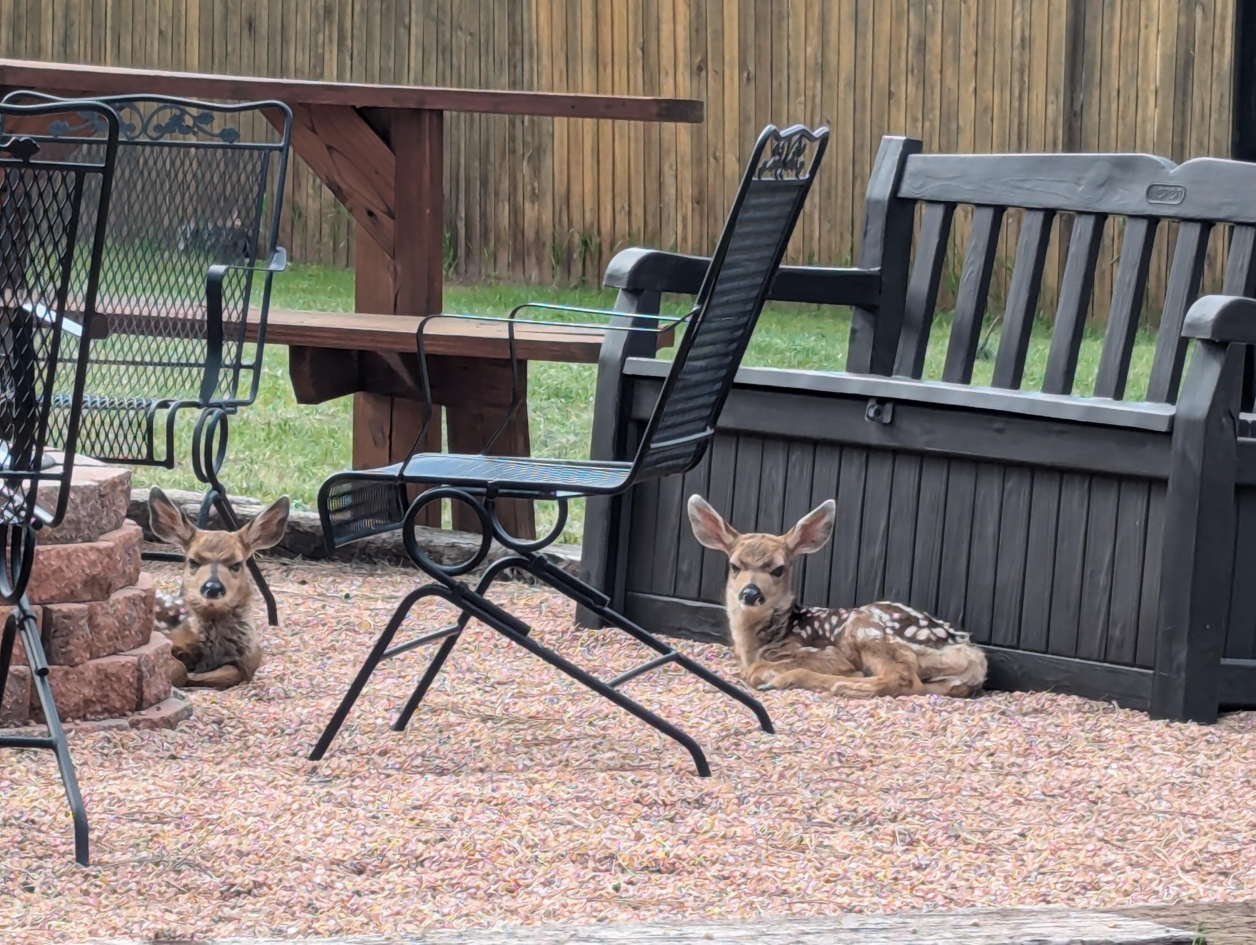 We witnessed their birth on our 1st day, and they stopped back to visit during the week 