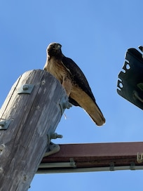 One of many hawks who stopped by