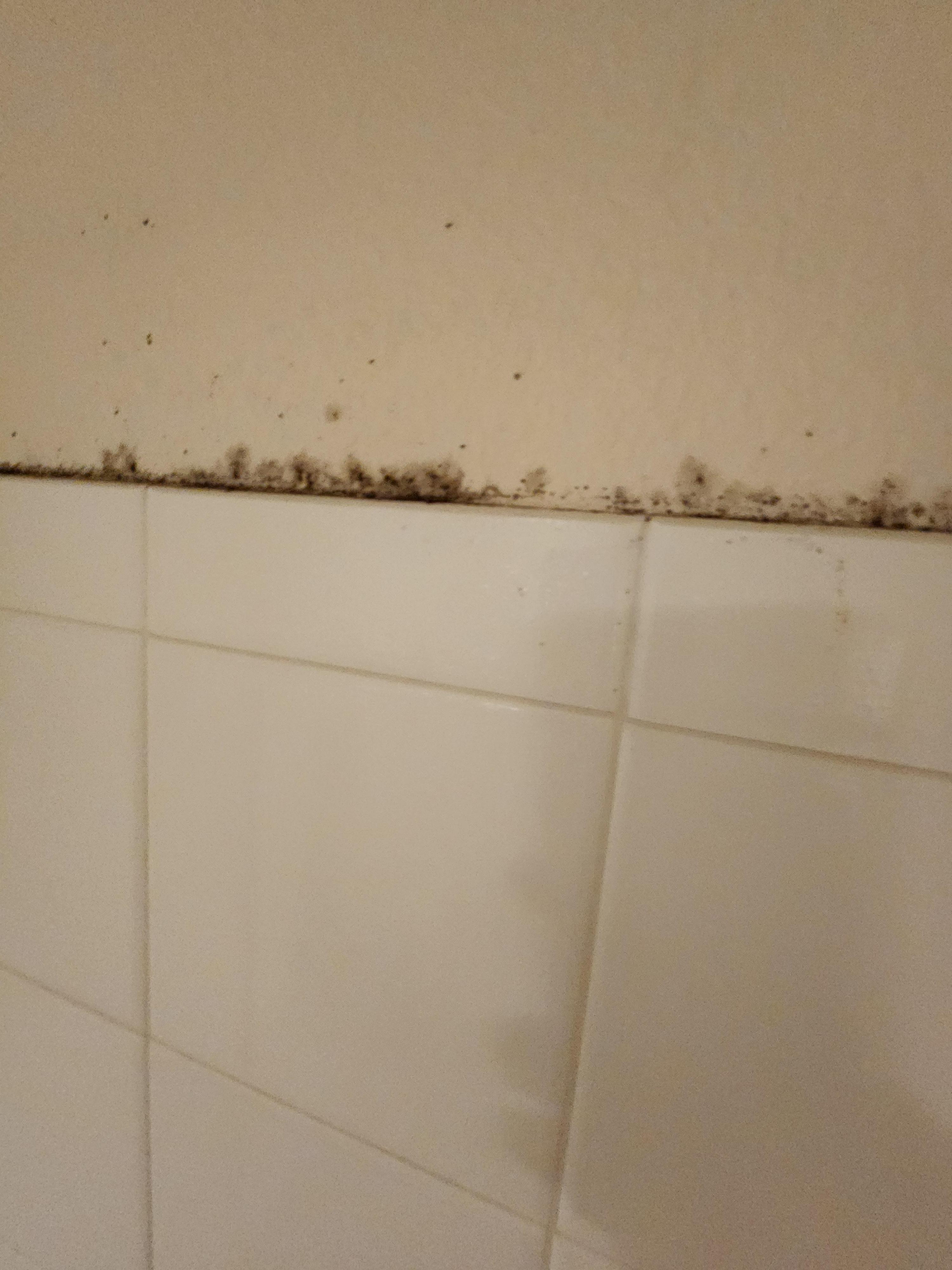 Mold in bathroom shower 