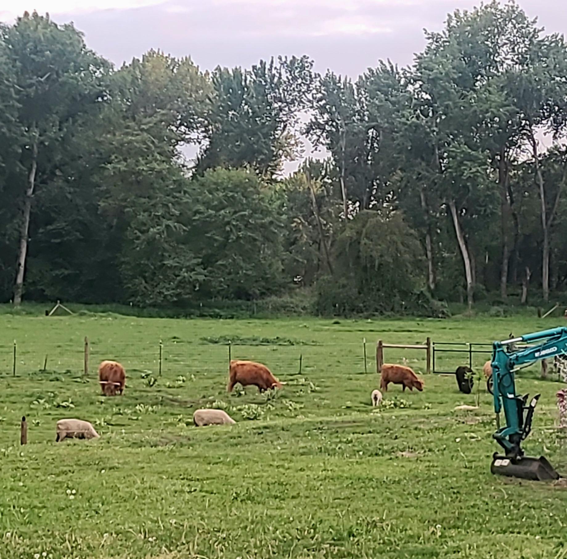 View out back.