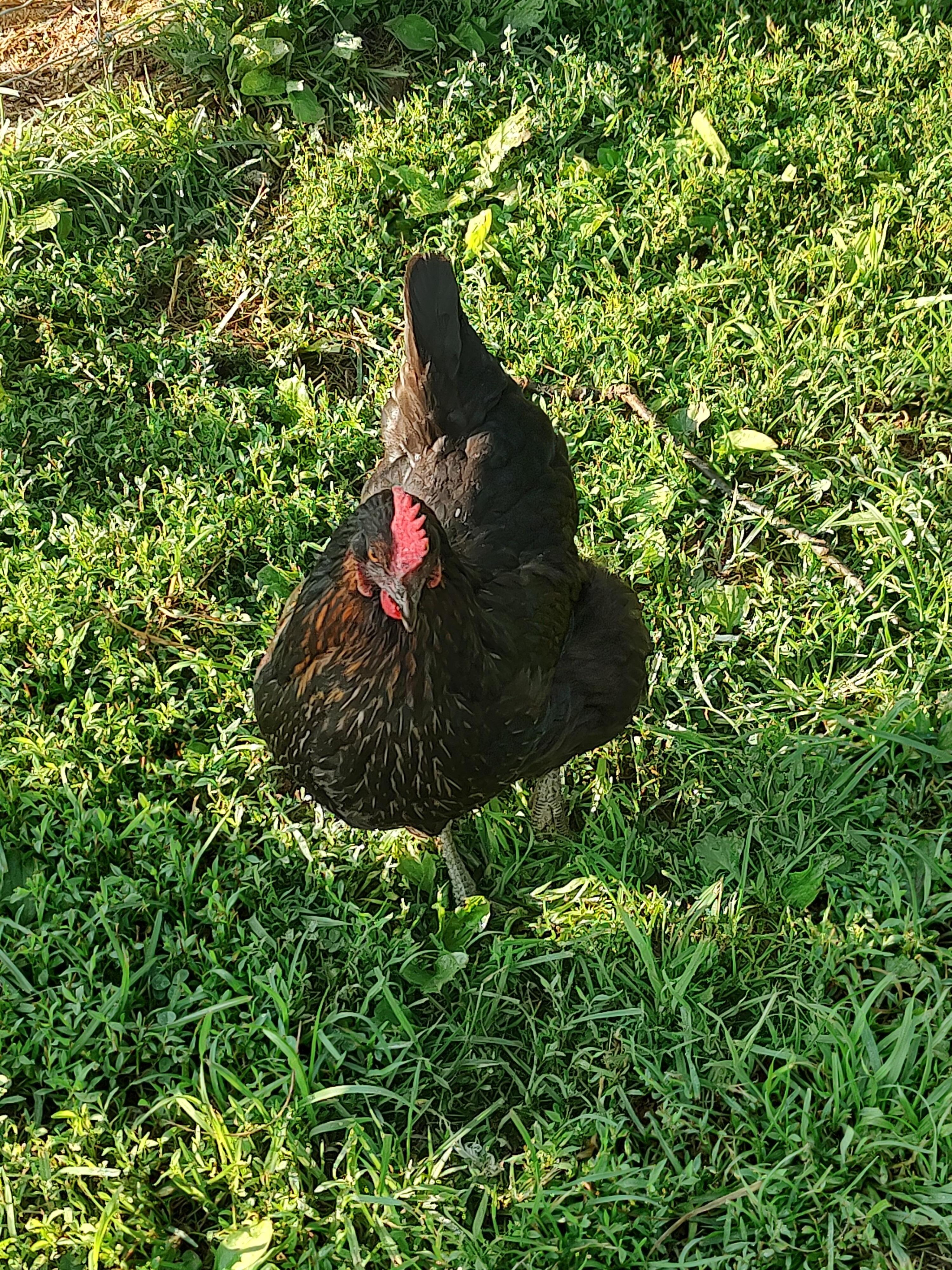 Chickens!