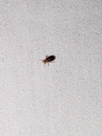 Bed bug that bit me!
