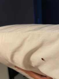 Bicho no travesseiro