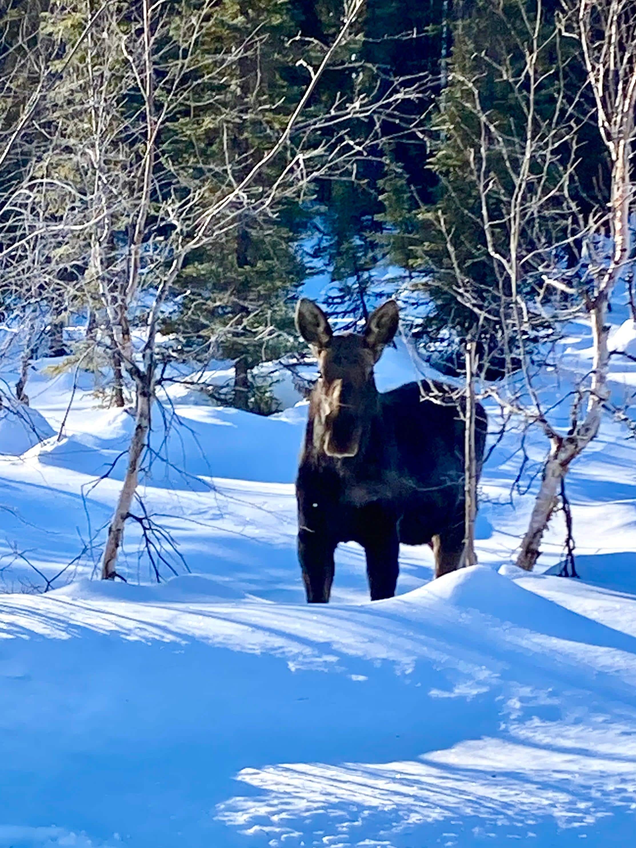 Moose in the yard and along the roadside’s everywhere!