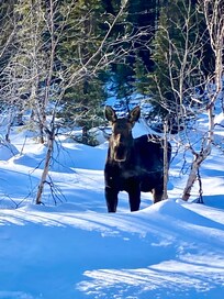 Moose in the yard and along the roadside’s everywhere!