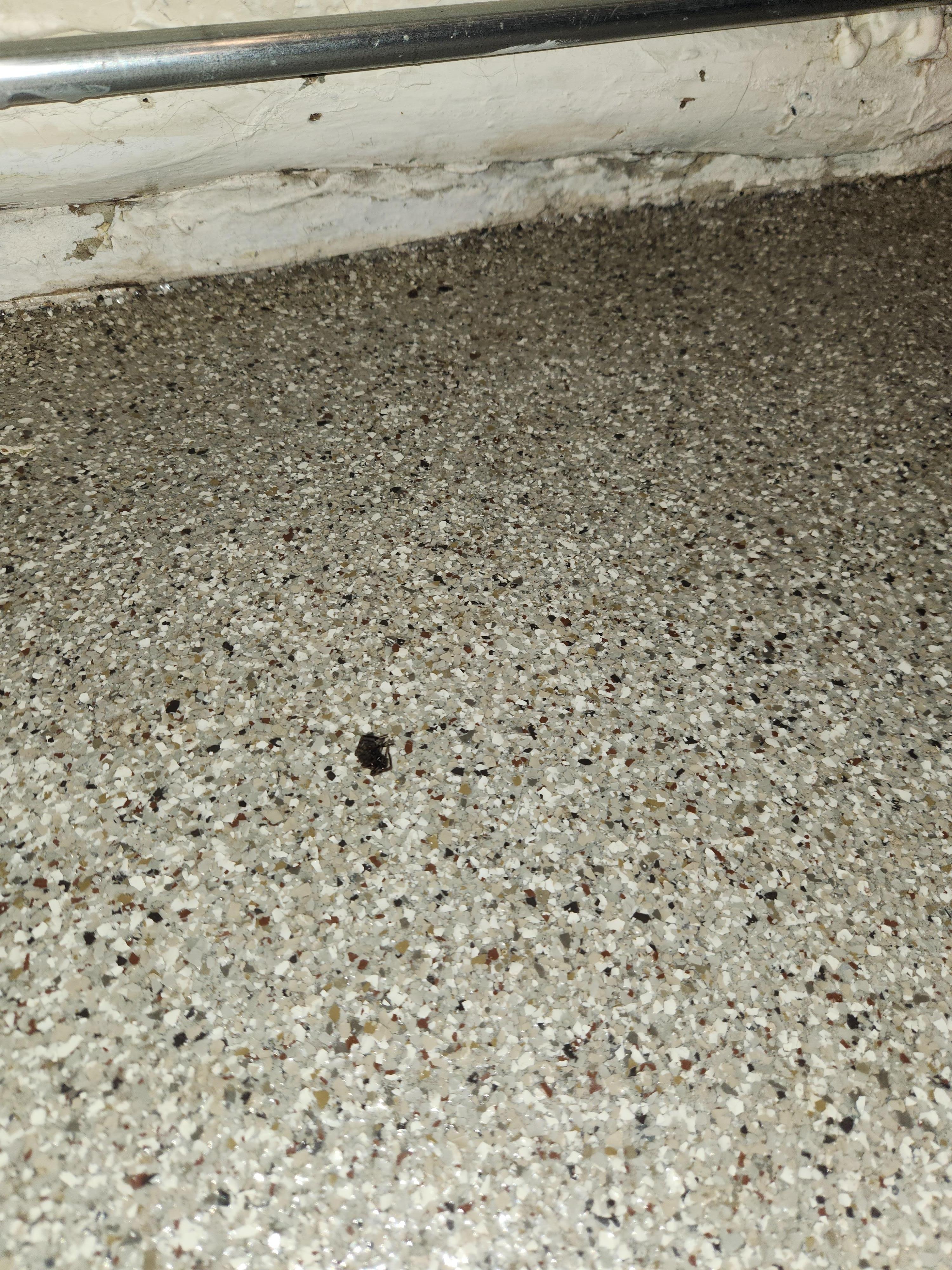 Dead bugs in the kitchen.