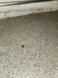 Dead bugs in the kitchen.