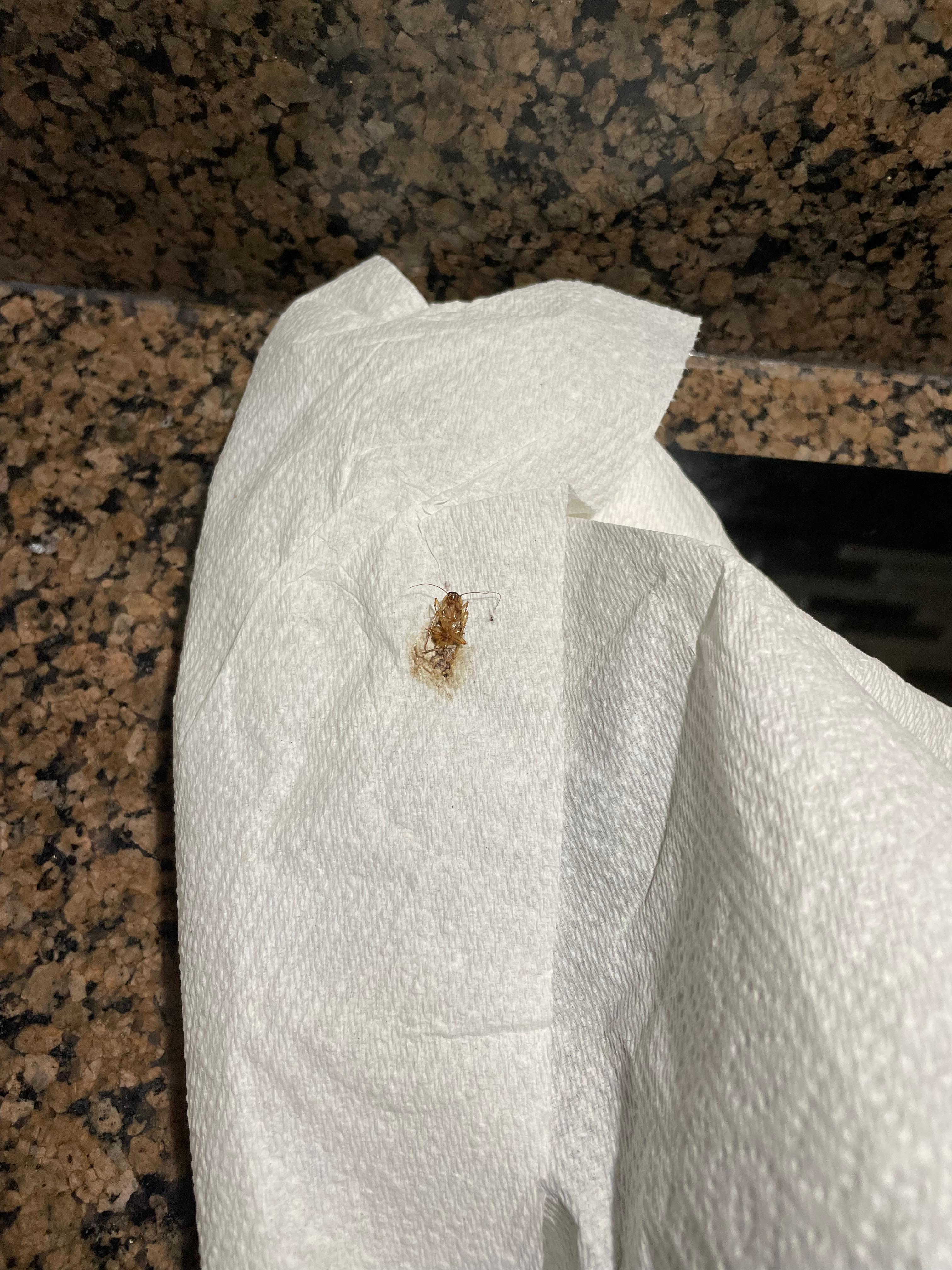 Cockroach in the kitchen 