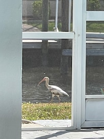 Ibis by the canal in the back