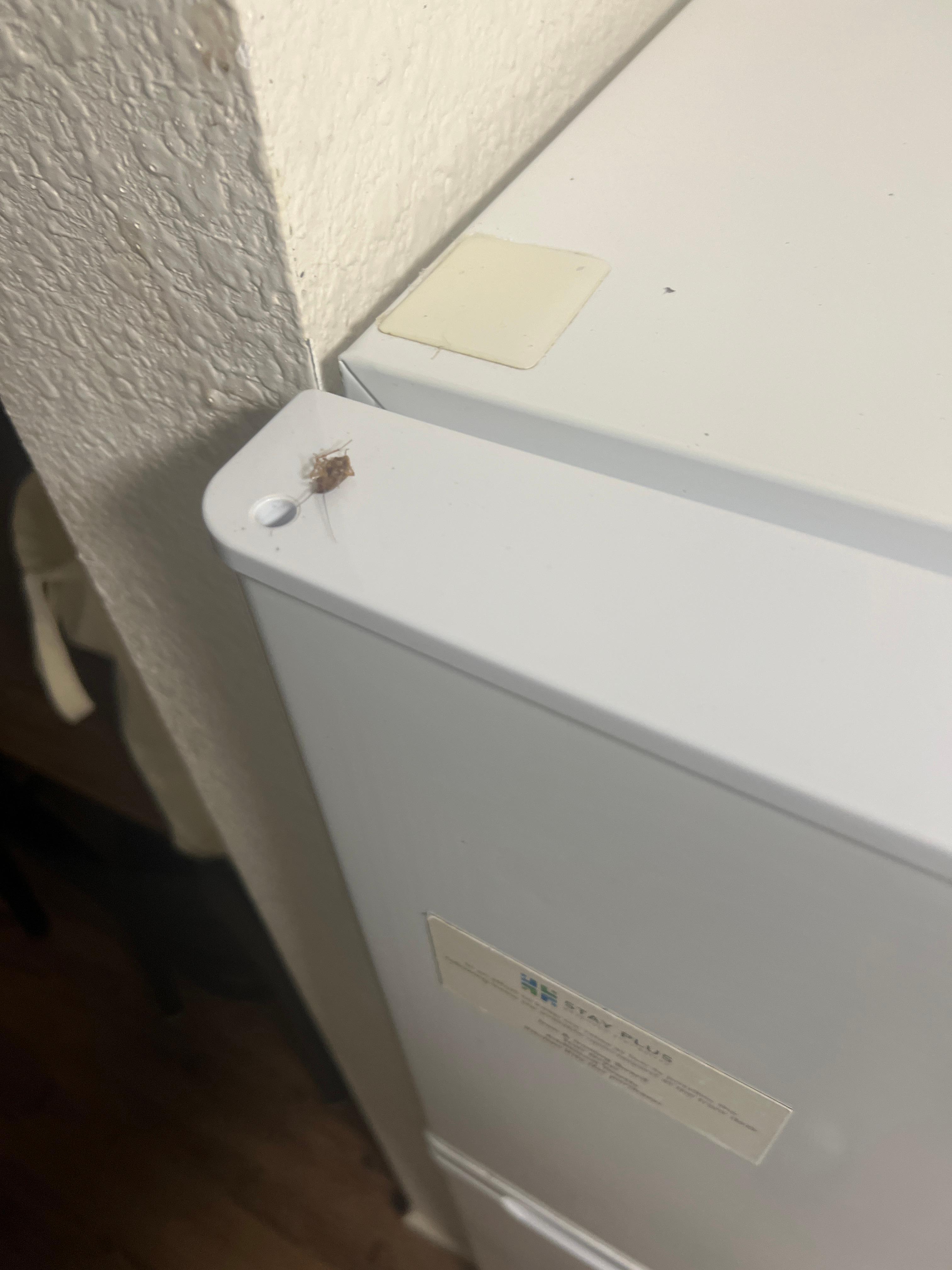 Just one of the roaches I killed 