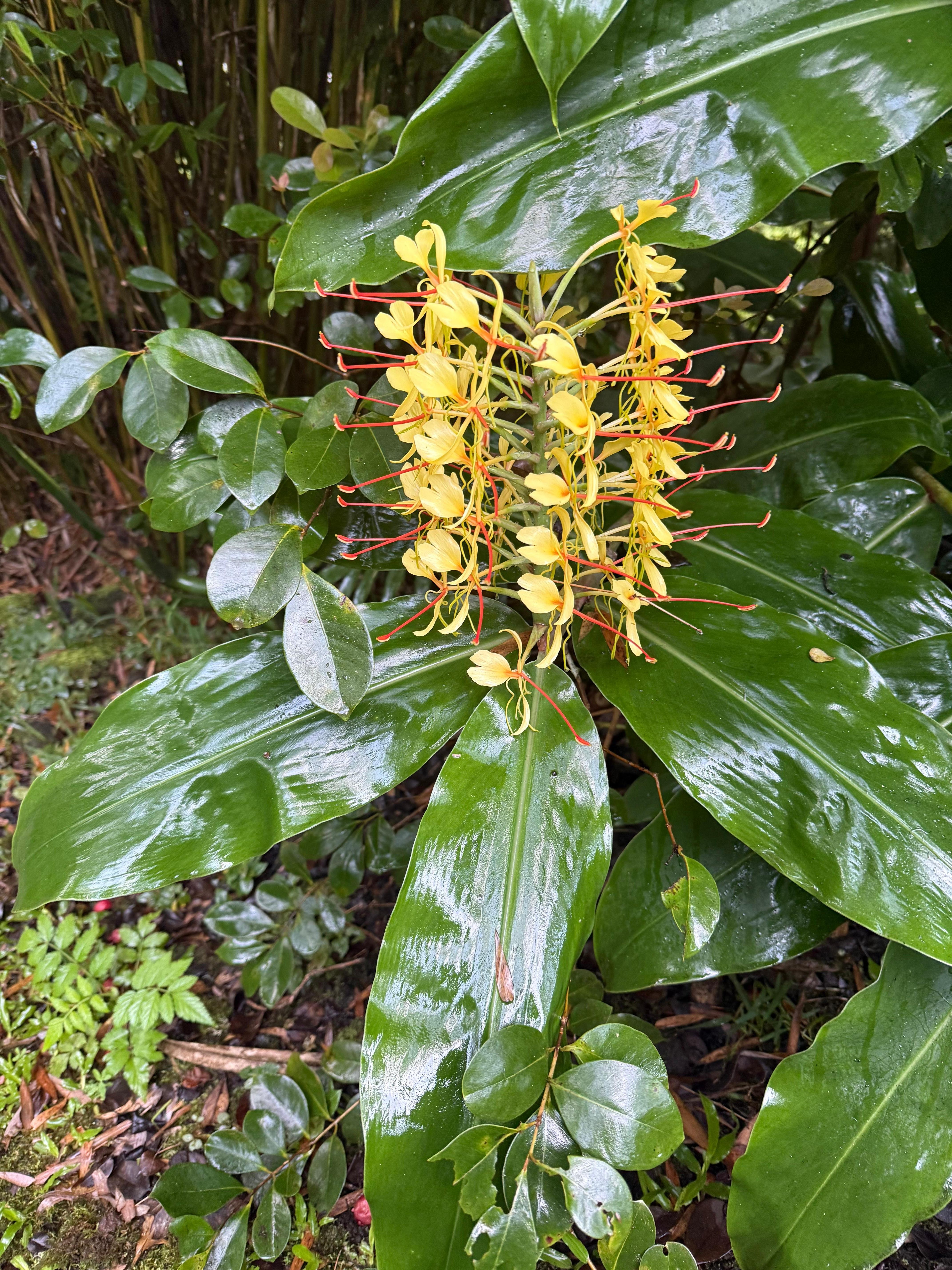 Flowering ginger all over the property.