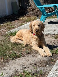 Our pup in the back yard
