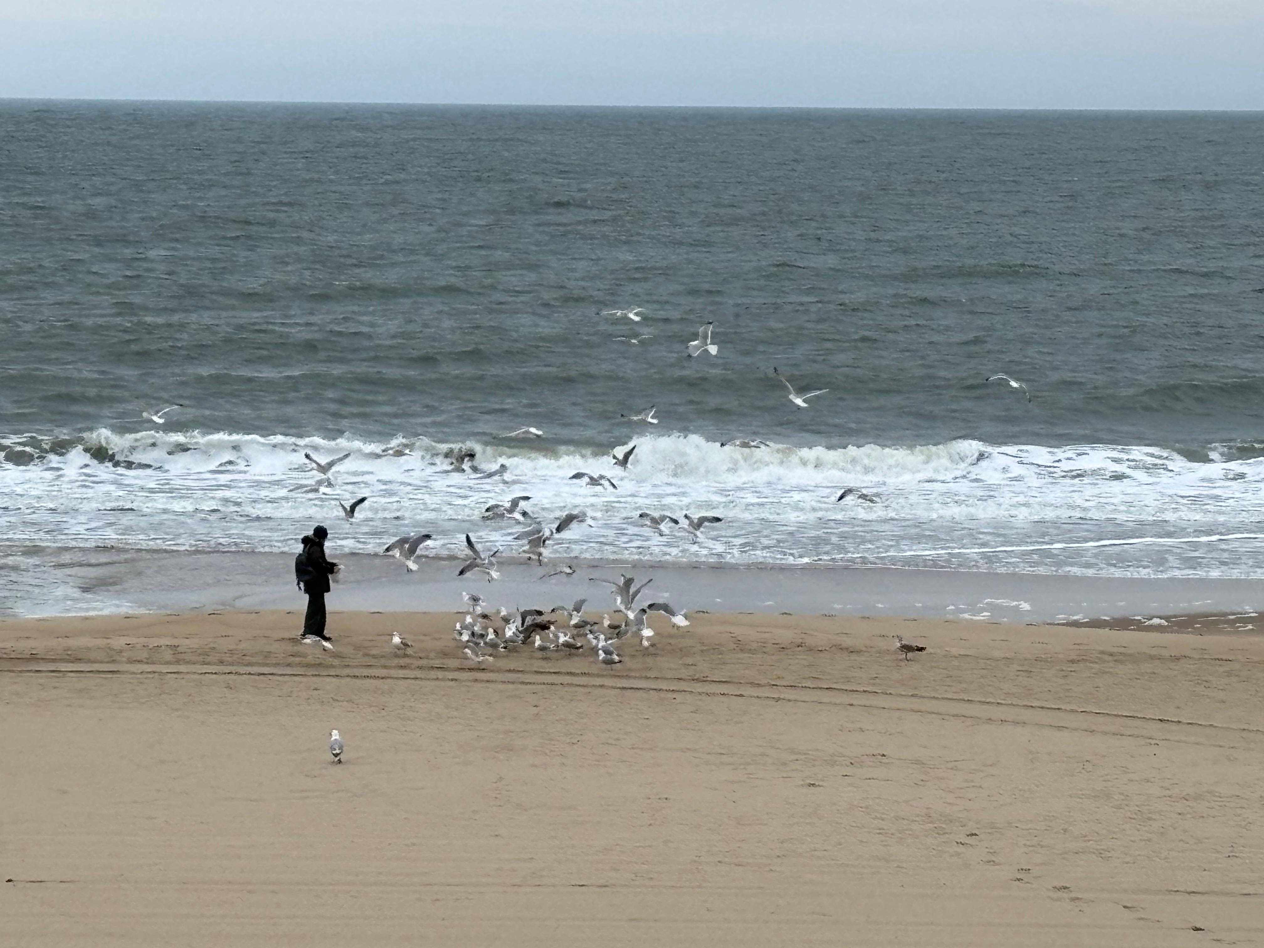 Gentleman feeding the seagulls.