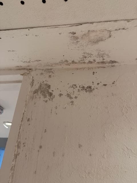 Mold in the bathroom, apartment smelled very musty. 
