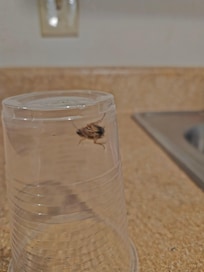 Disgusting roach filled hotel. Extended Stay, Bentonville, Ar.
