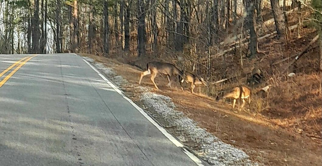 Picture taken when we had to stop for deer crossing on a road close to the lake house.  12/2025