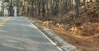 Picture taken when we had to stop for deer crossing on a road close to the lake house. 12/2025