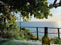 View from patio table under a grape vine.