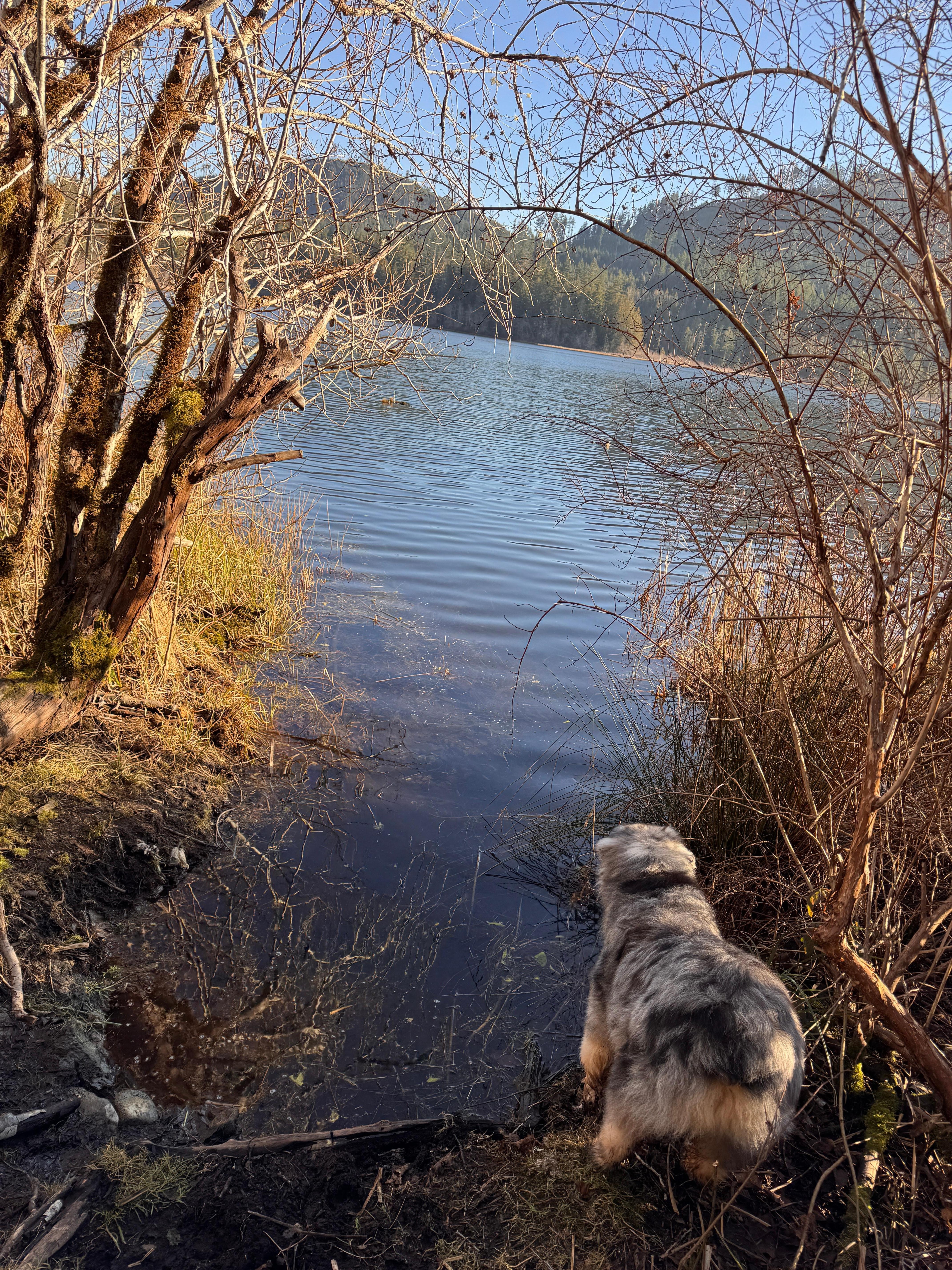 Hike with my dog to nearby lake. 