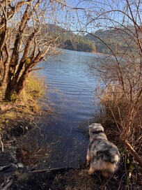 Hike with my dog to nearby lake.