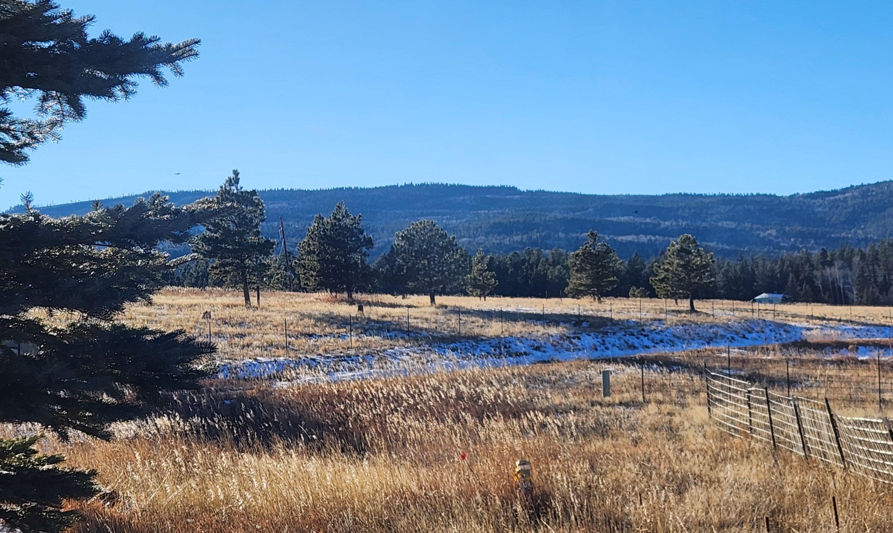 View out the living room window 
